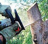 Kennett, MO Tree Care Company