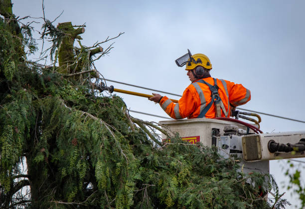 Trusted Kennett, MO Tree Care Experts