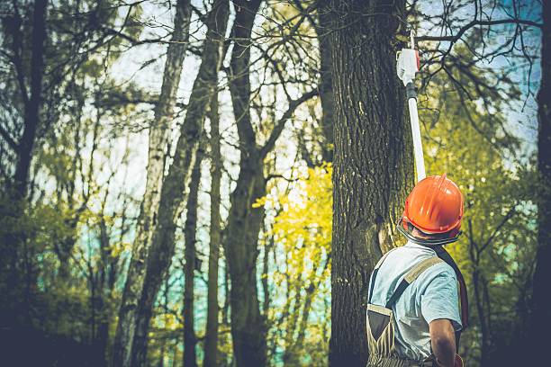 How Our Tree Care Process Works  in  Kennett, MO